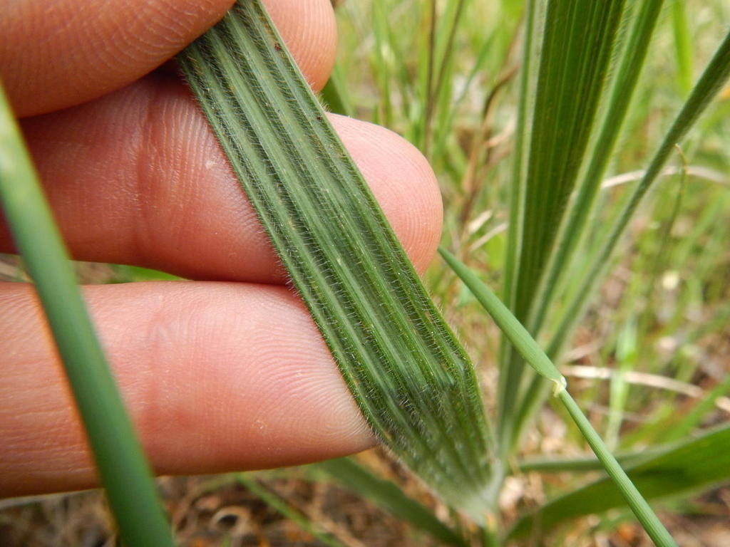 Narrow green leaf showing ribbed detail
