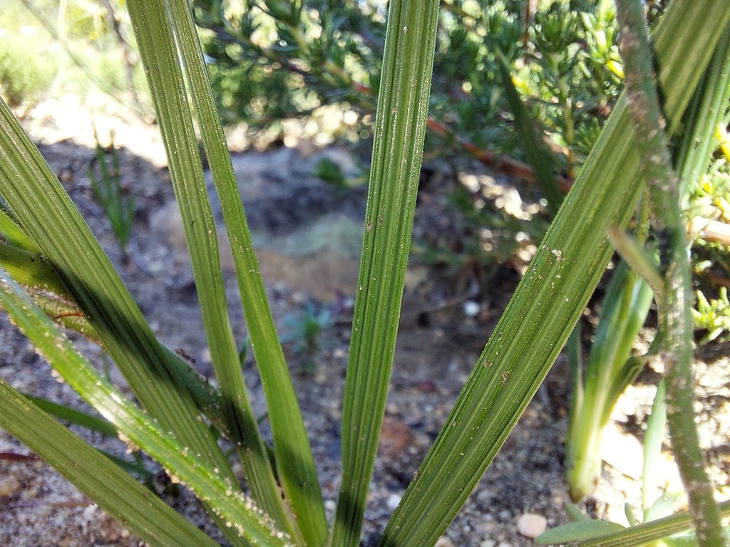 Green upright lance-shaped ribbed leaves