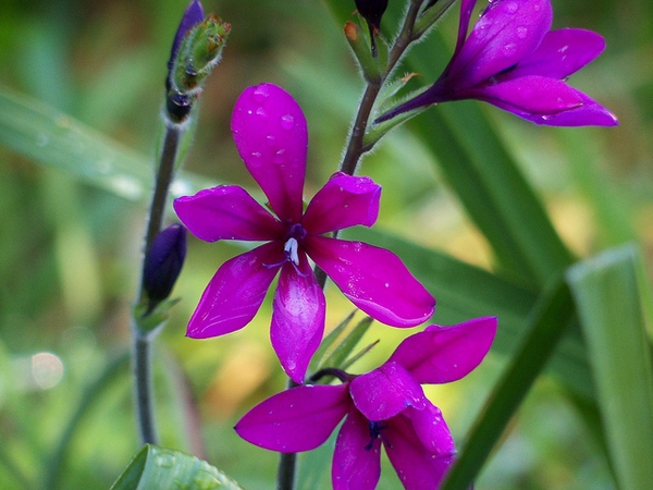 Babiana stricta