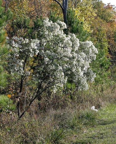 Baccharis halimifolia