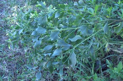Baccharis halimifolia