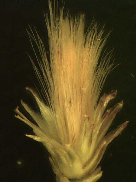 Baccharis halimifolia