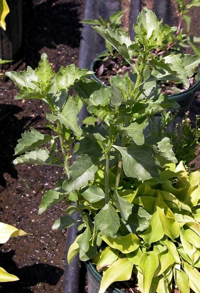 Baccharis halimifolia