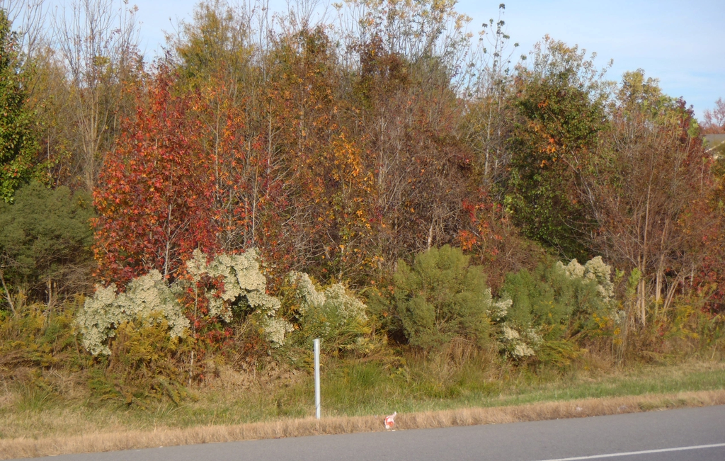 Baccharis halimifolia