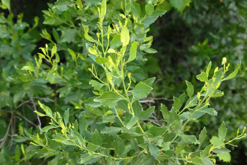 Baccharis halimifolia