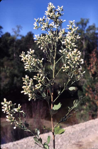 Baccharis halimifolia