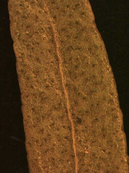 Baccharis halimifolia
