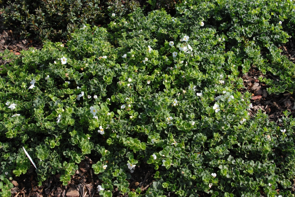 Chaenostoma cordatum