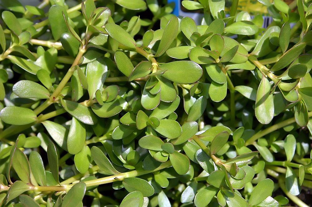 Leaves and stems