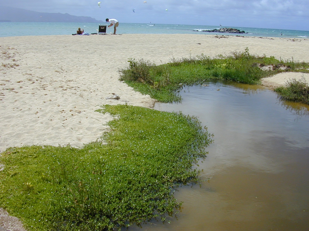 Native habitat