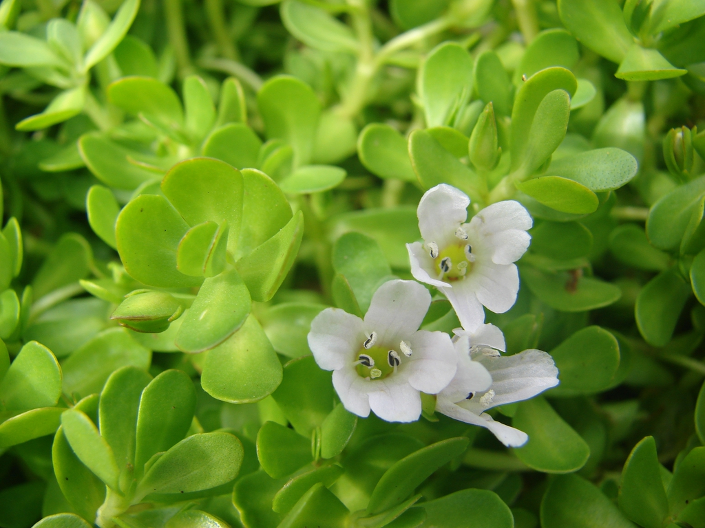 Flowers and leaves