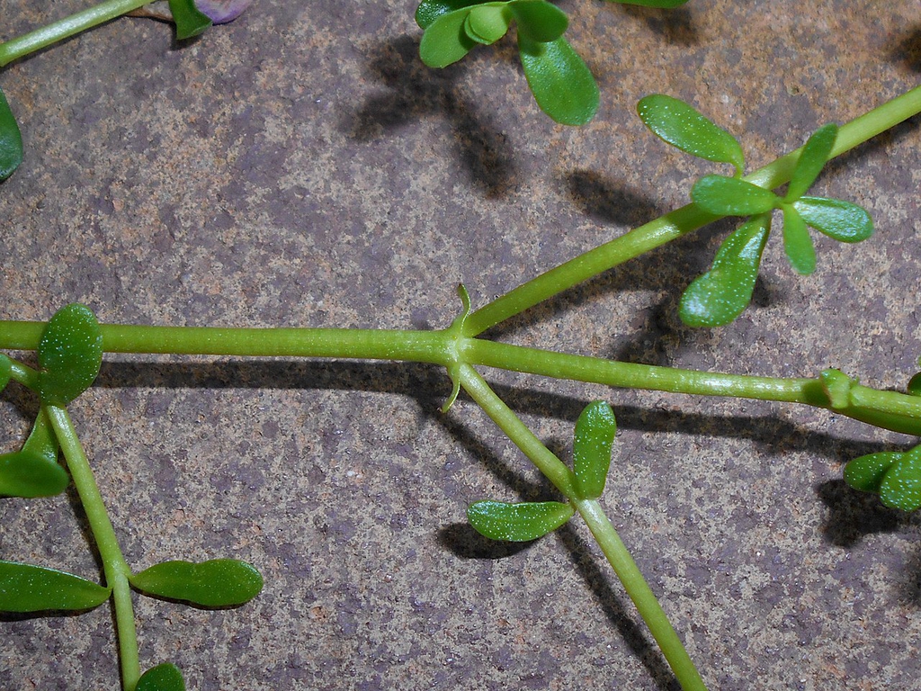 Stems and leaves