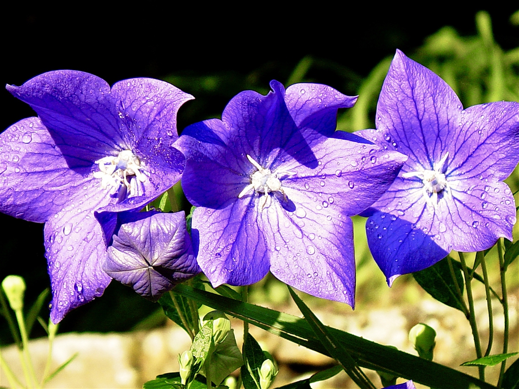 Balloon flower Platycodon grandiflorus