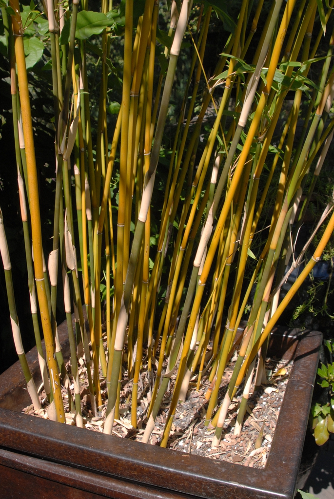 Bambusa multipex