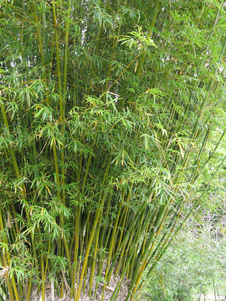 Bambusa multiplex dense form