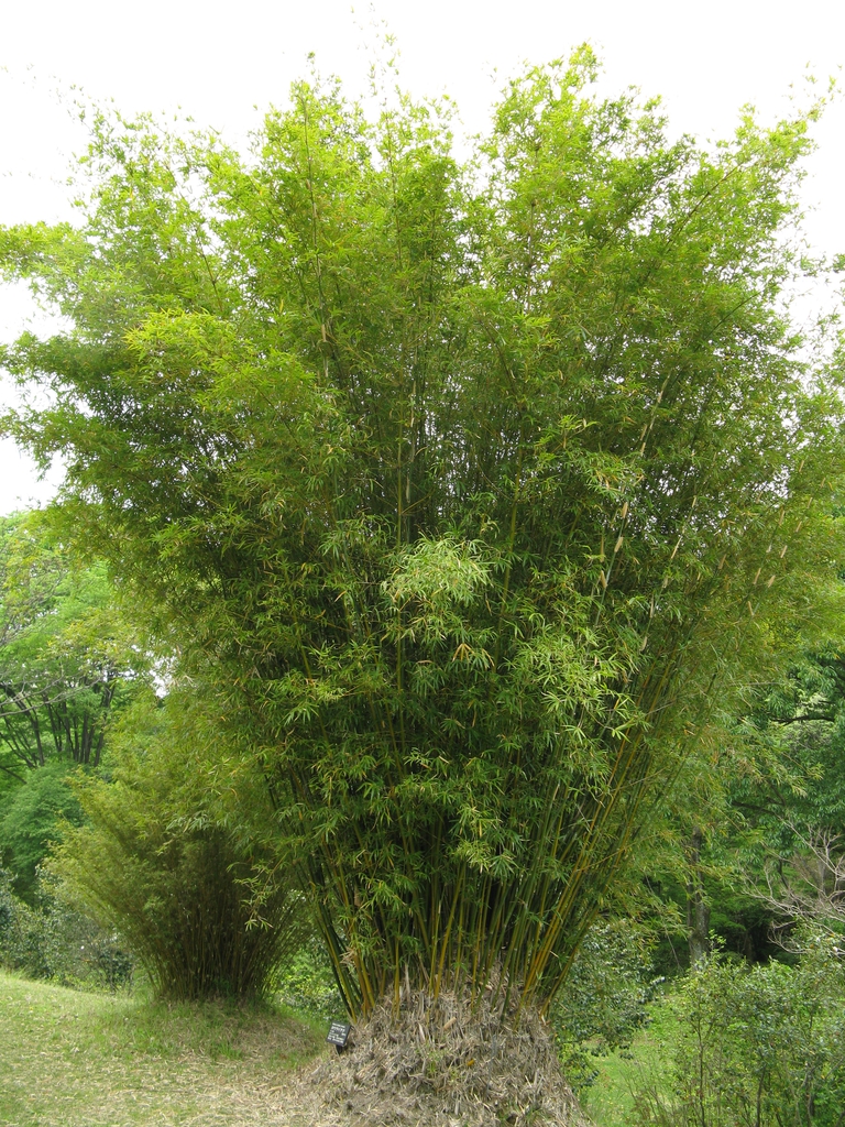 Bambusa multiplex form
