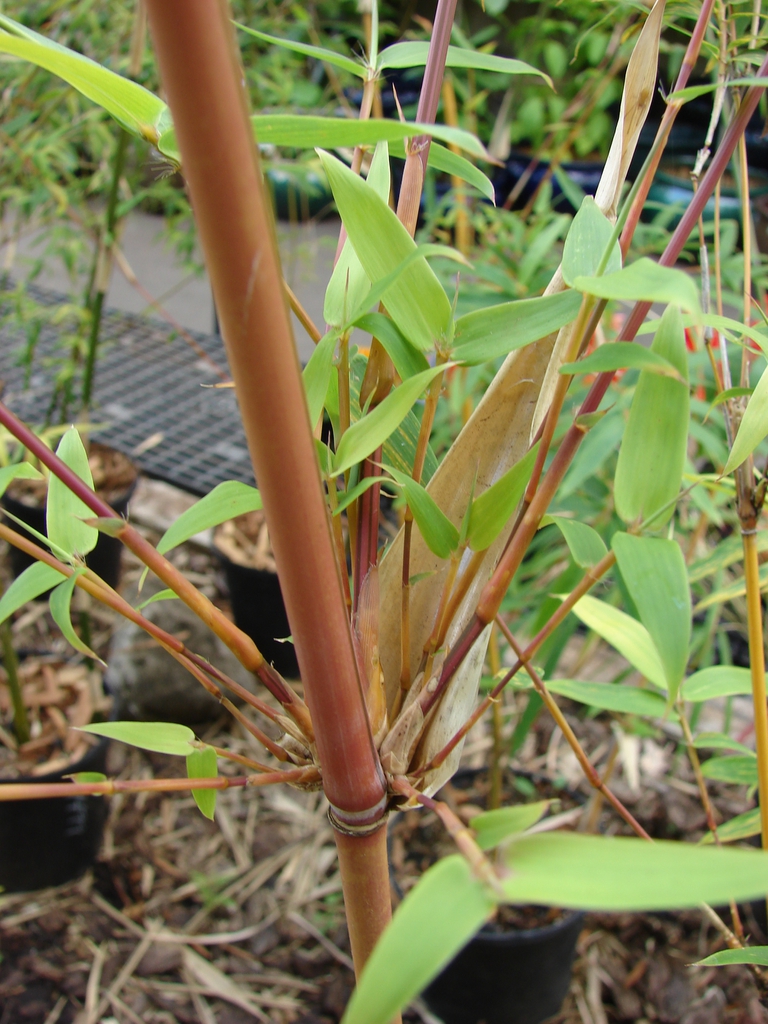 Bambusa multiplex closeup