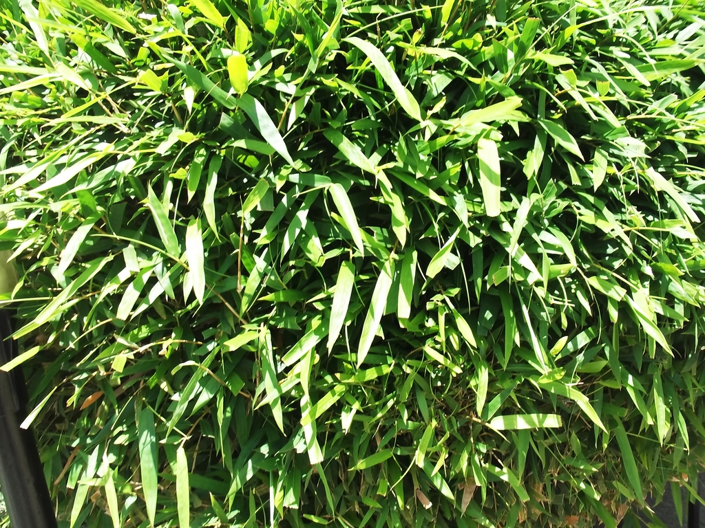 Bambusa multiplex dense form and leaves
