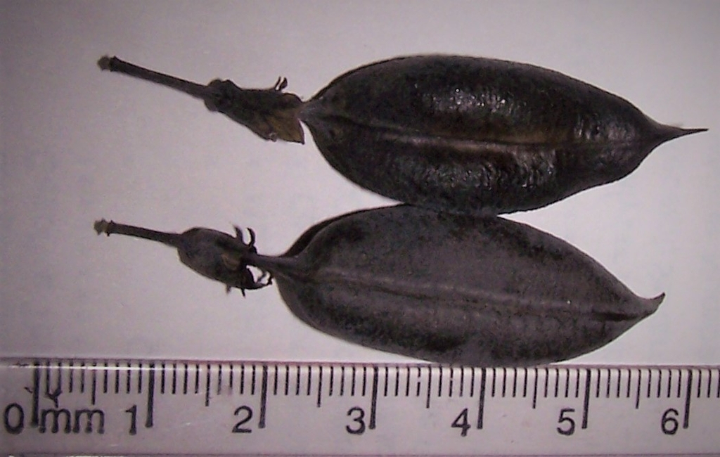 'Purple Smoke' - Fruits Top/Bottom - July - Durham Co., NC