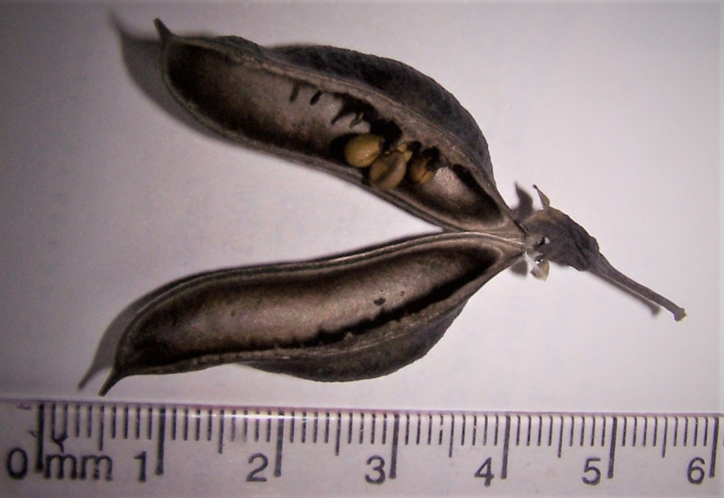 'Purple Smoke' Seeds in Seed Pod - July - Durham Co., NC