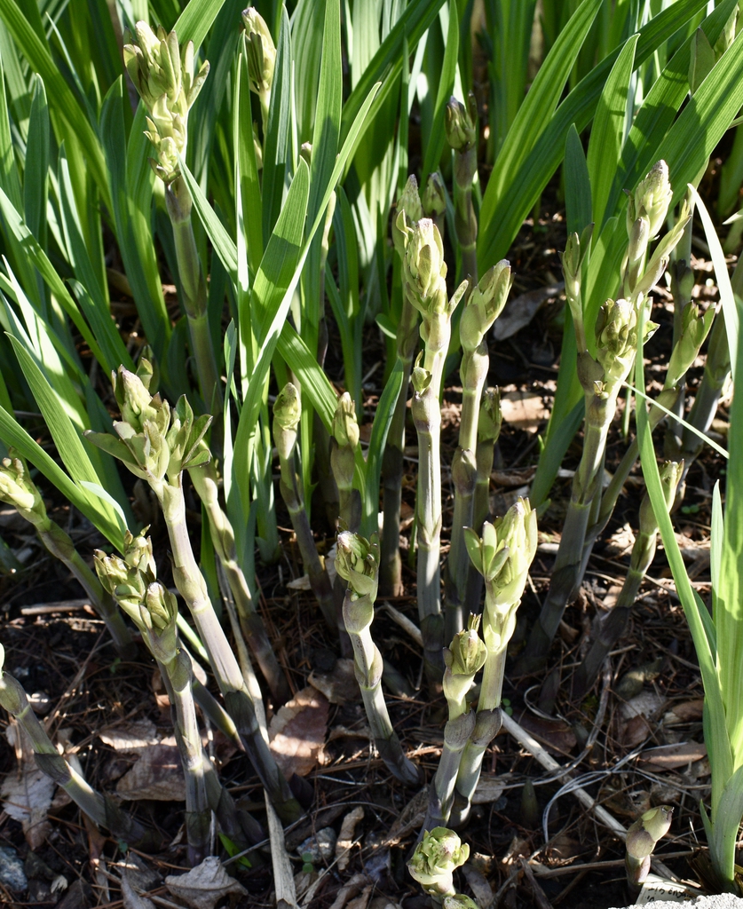 'Blonde Bombshell' - Shoots - March 29 - Wake Co., NC