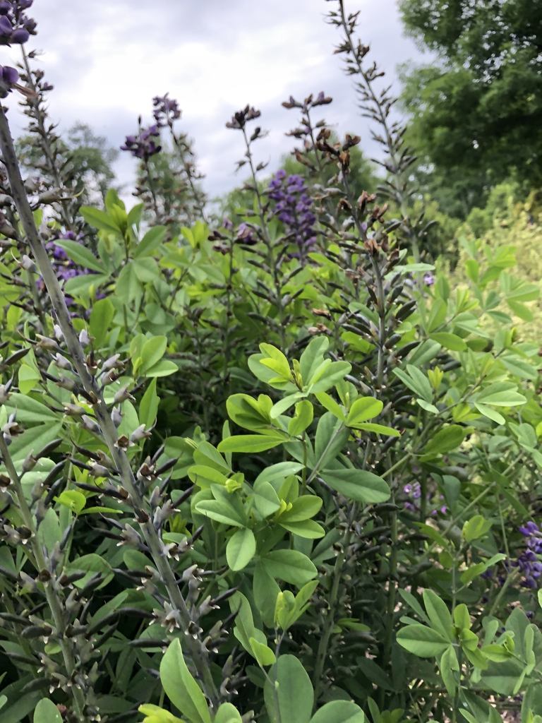 Baptisia