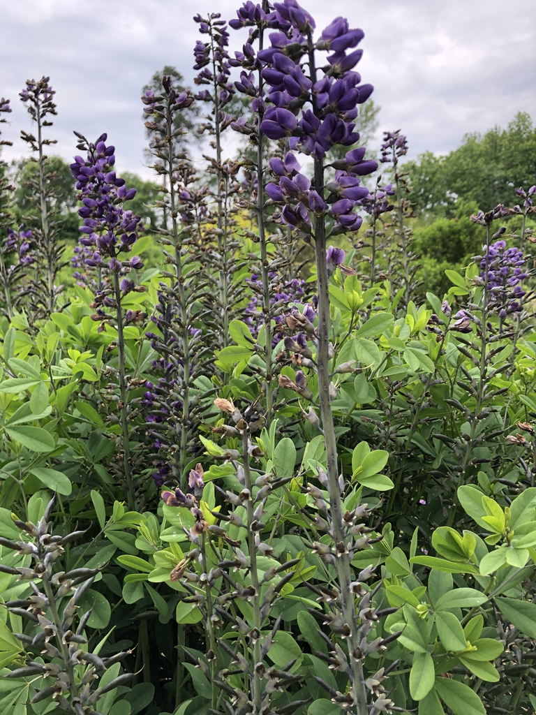 Baptisia