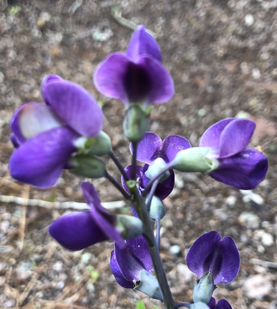 'Blue Towers' flower close-up, Warren County, NC