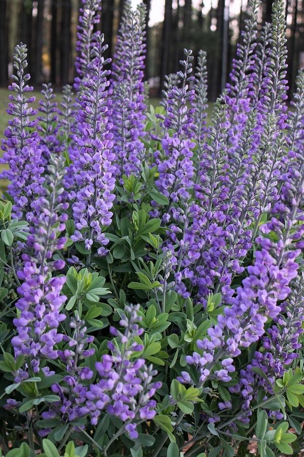 Baptisia