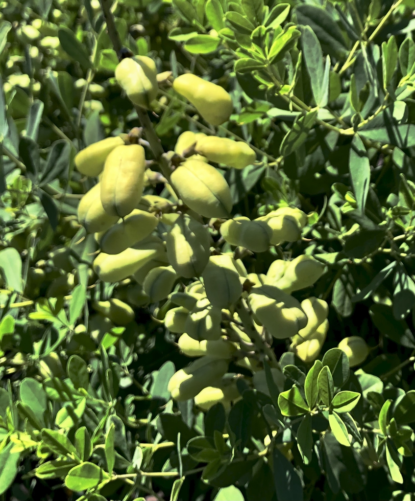 Baptisia 'Blue Towers' - Seed pod - Mid-June -Wake Co., NC JLBG