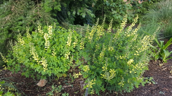 Baptisia 'Lemon Meringue' form