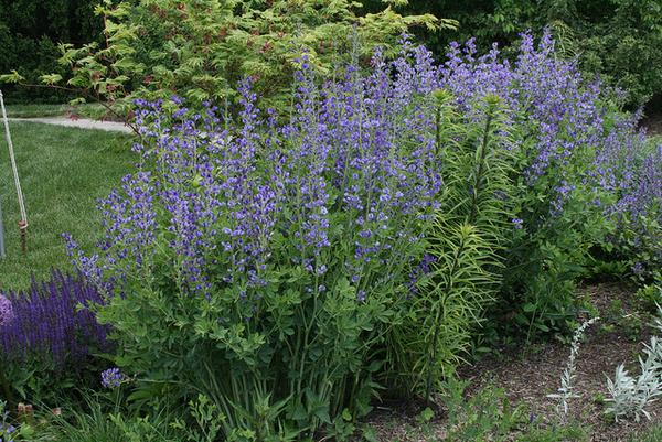 Baptisia spp. form