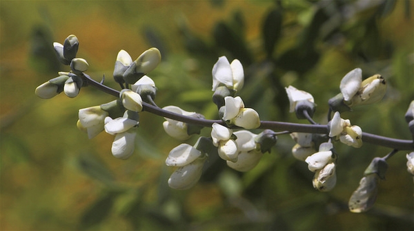 Baptisia alba