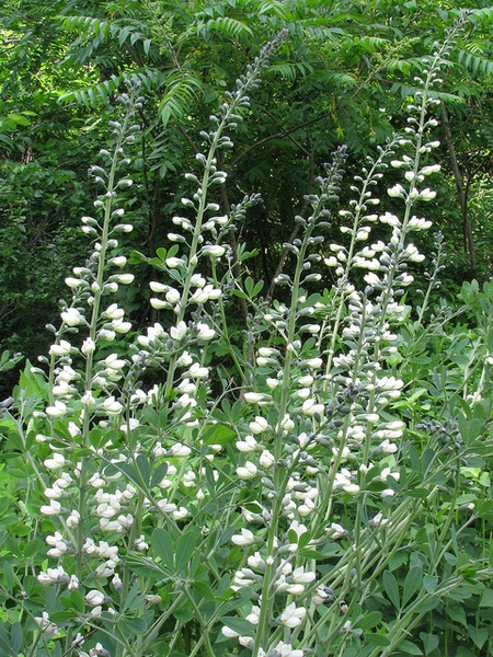 Baptisia alba