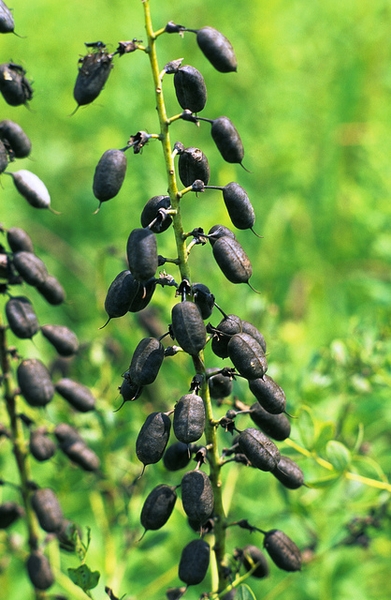 Baptisia alba