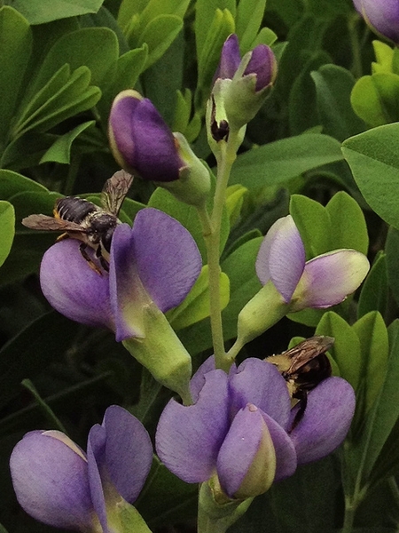 Baptisia australis