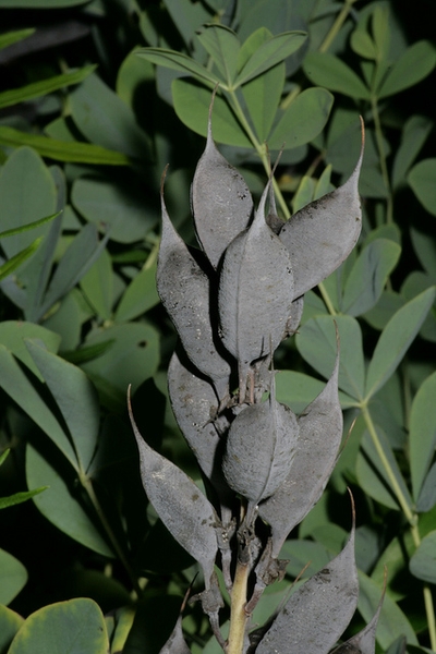 Fruit