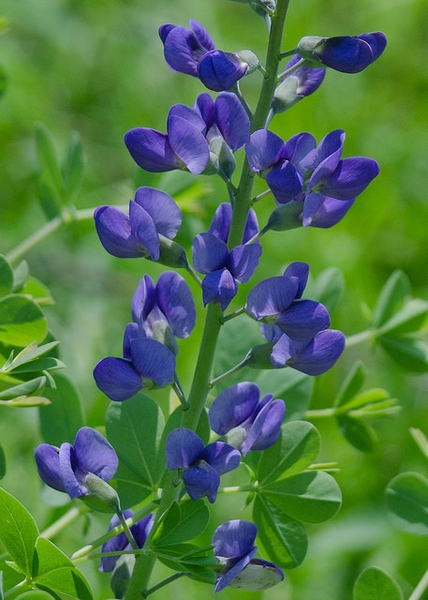 Baptisia australis