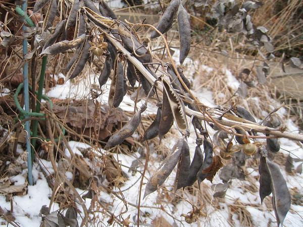 Baptisia australis