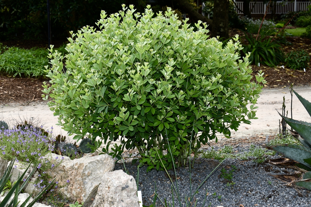 Compact form no terminal buds