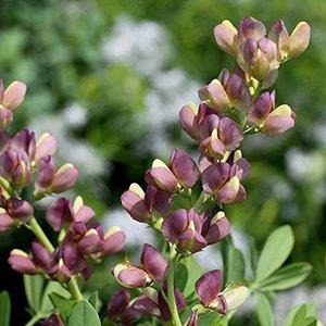 Baptisia Twilite PrairieBlues