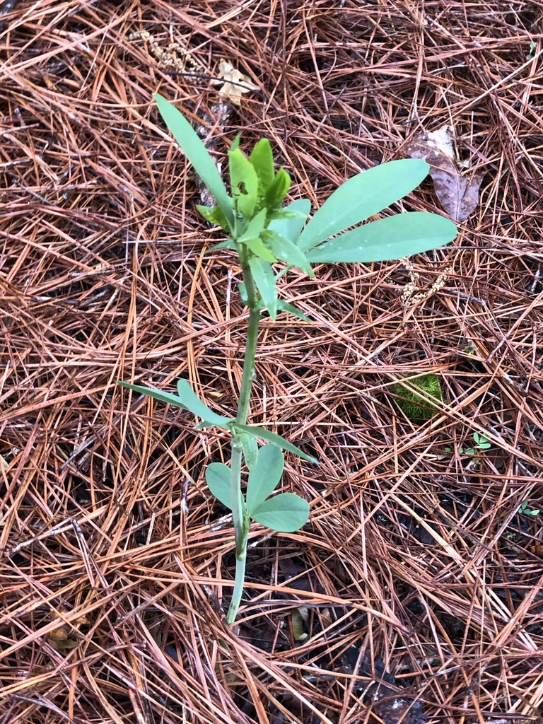 young plant, spring, Warren County, NC