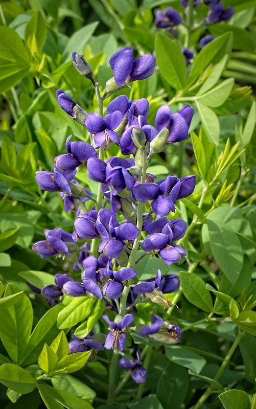 Dark blue flowers on an erect raceme