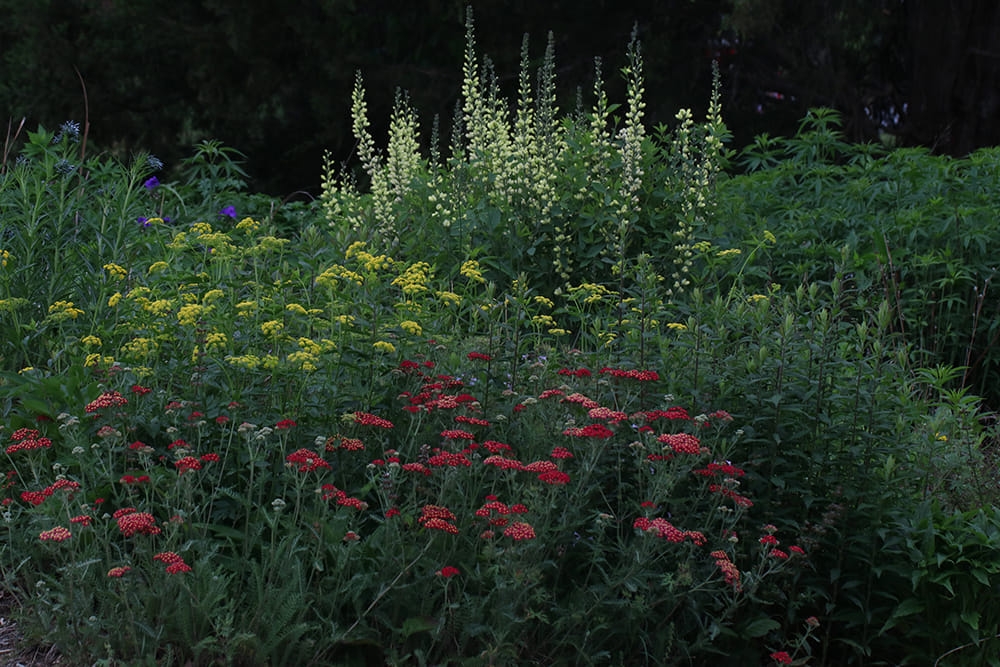 Growing in the spring garden