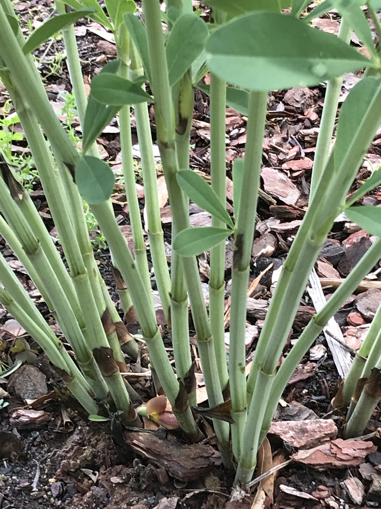 Glaucous green sturdy erect stems emerging from soil.