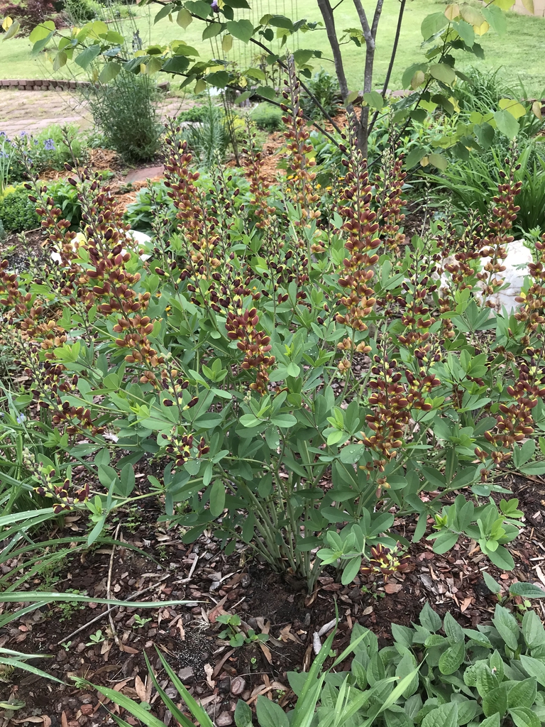 Compact plant with upright racemes of yellow & maroon flowers.