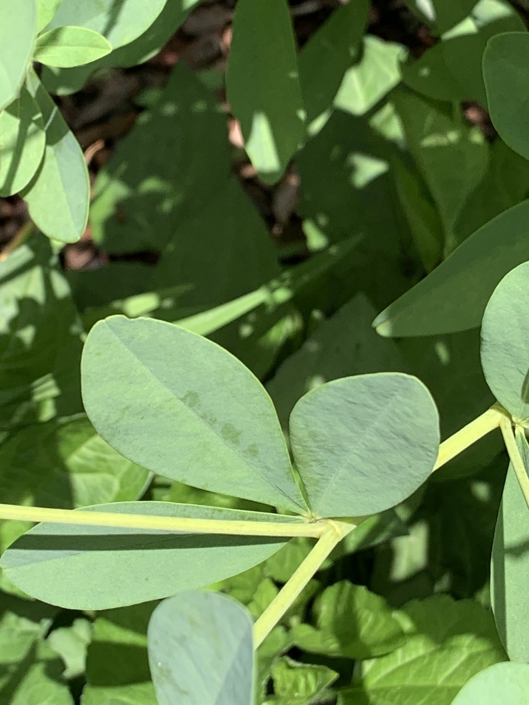 Glaucous, blue-green trifoliolate leaves.