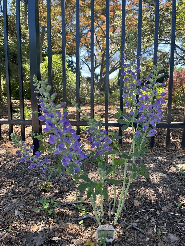 Blue flowers on erect racemes on erect plants.
