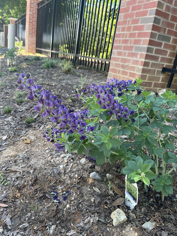 Blue flowers on erect racemes on erect plants.