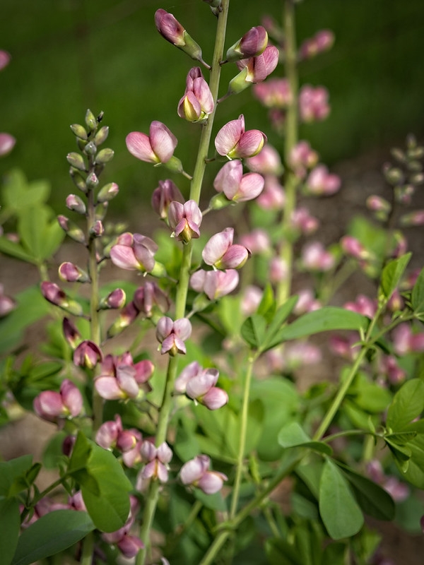A raceme of medium pink flowers.